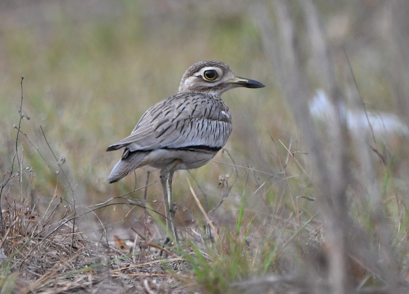 Senegal Thick-knee - ML253986851