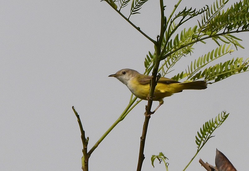 Senegal Eremomela - ML253986991