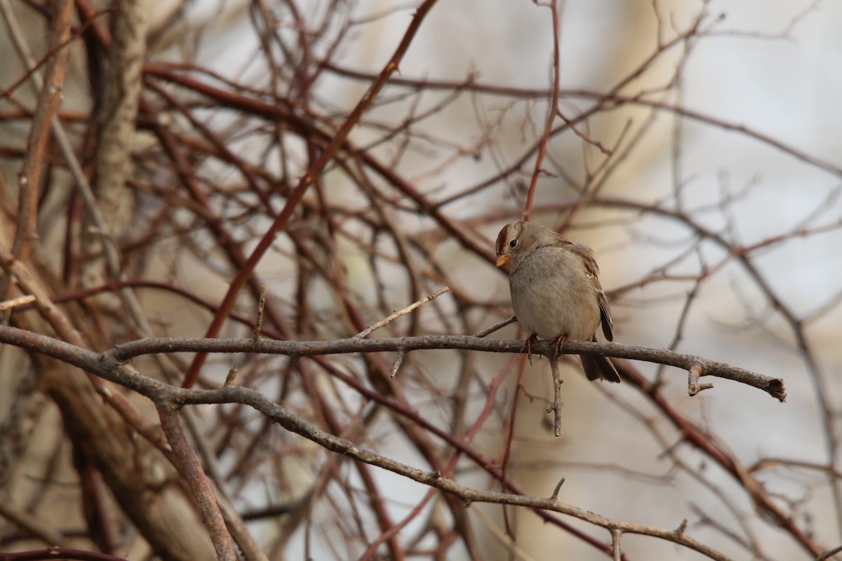 White-crowned Sparrow (Gambel's) - ML25398781