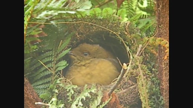 Crested Satinbird - ML253987901
