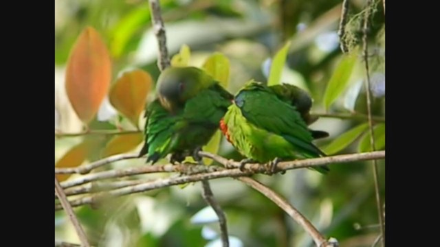 Cotorrita Cariazul - ML253987931