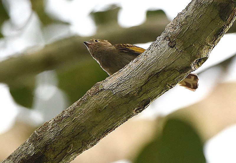 Willcocks's Honeyguide - ML253987981