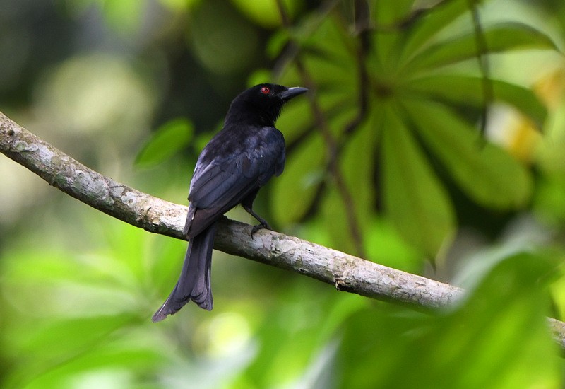 Velvet-mantled Drongo (Fanti) - ML253988021