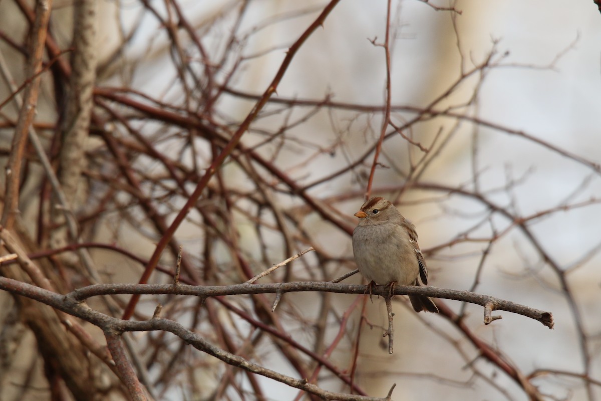 White-crowned Sparrow (Gambel's) - ML25398831