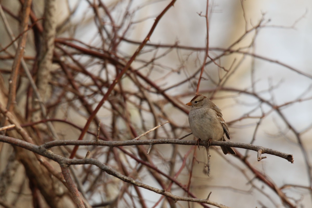 White-crowned Sparrow (Gambel's) - ML25398841