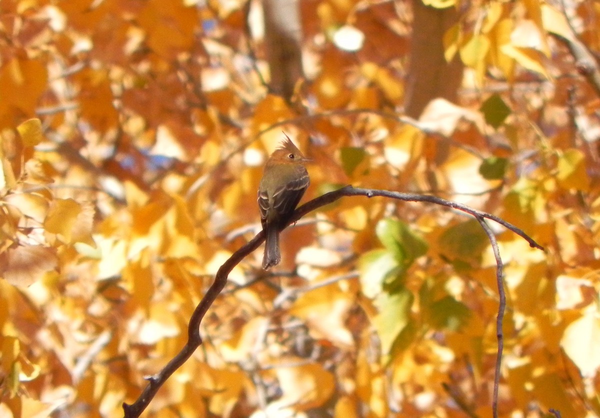 Tufted Flycatcher - Stephan Lorenz