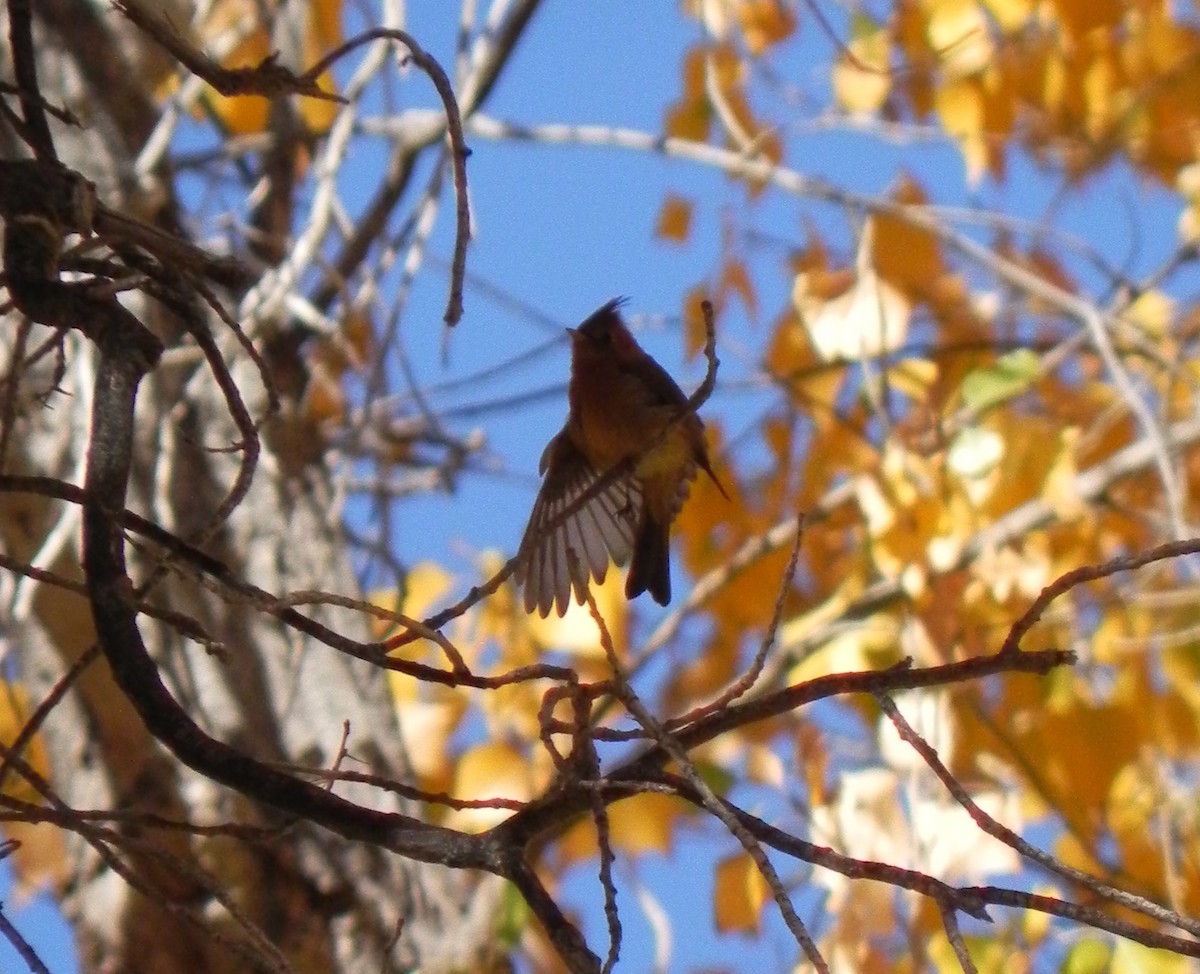 Tufted Flycatcher - ML253988591