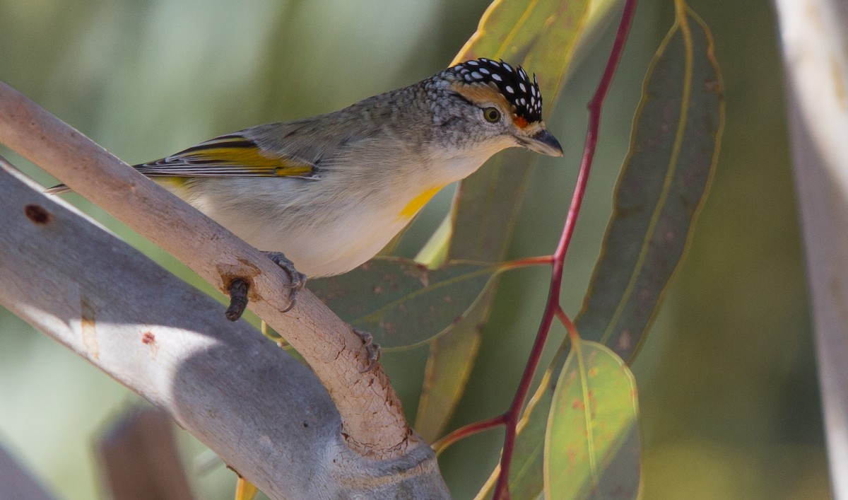 Red-browed Pardalote - Geoff Dennis