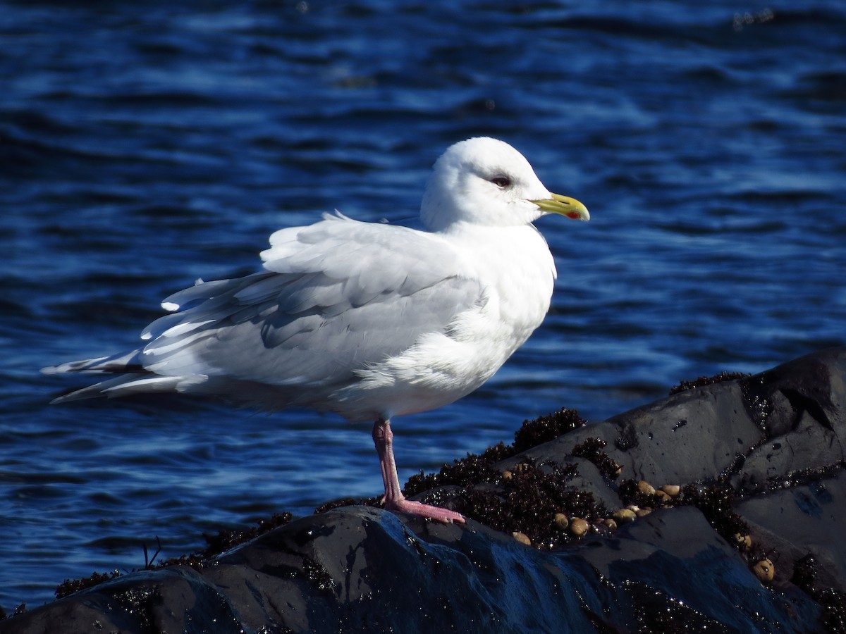 Iceland Gull (kumlieni/glaucoides) - Andy de Champlain