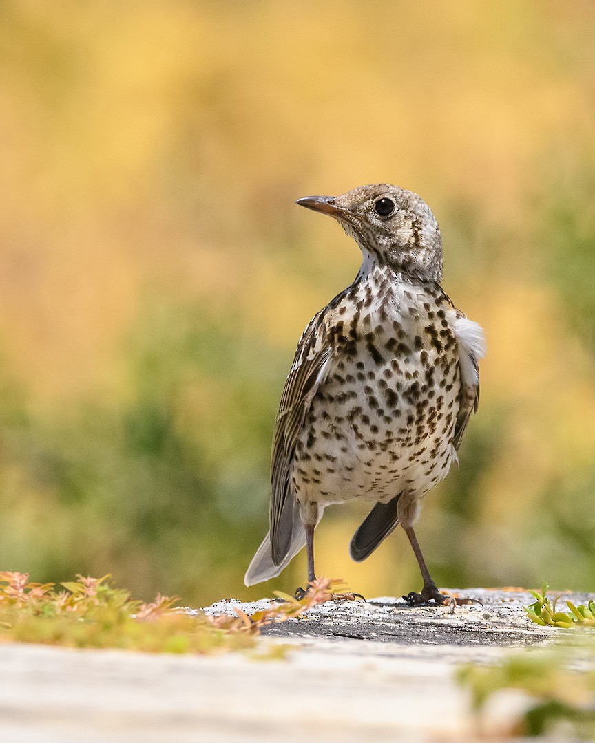 Mistle Thrush - ML253989921