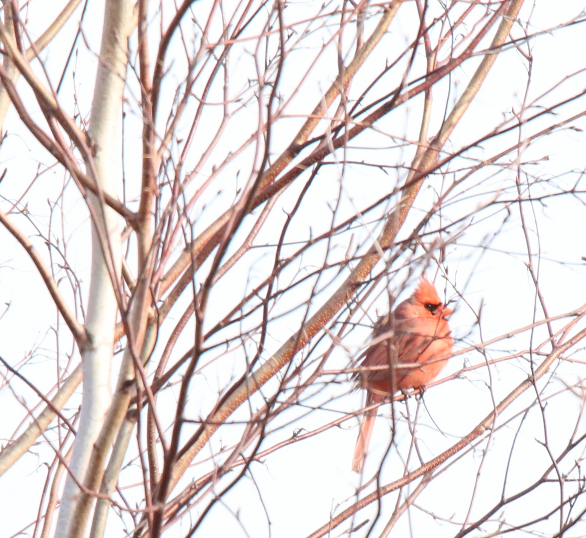 Northern Cardinal - ML25399001