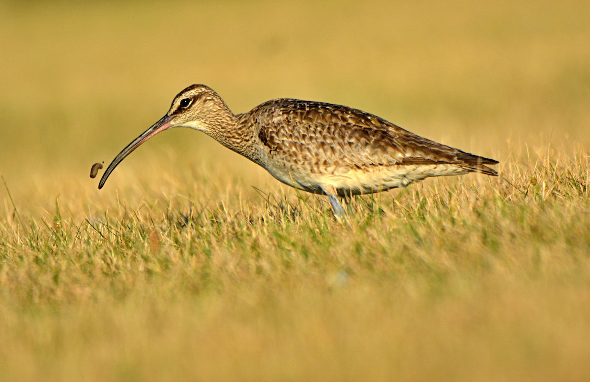 Whimbrel - ML253990531