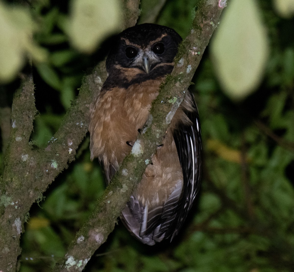 Tawny-browed Owl - Renato Machado de Sobral