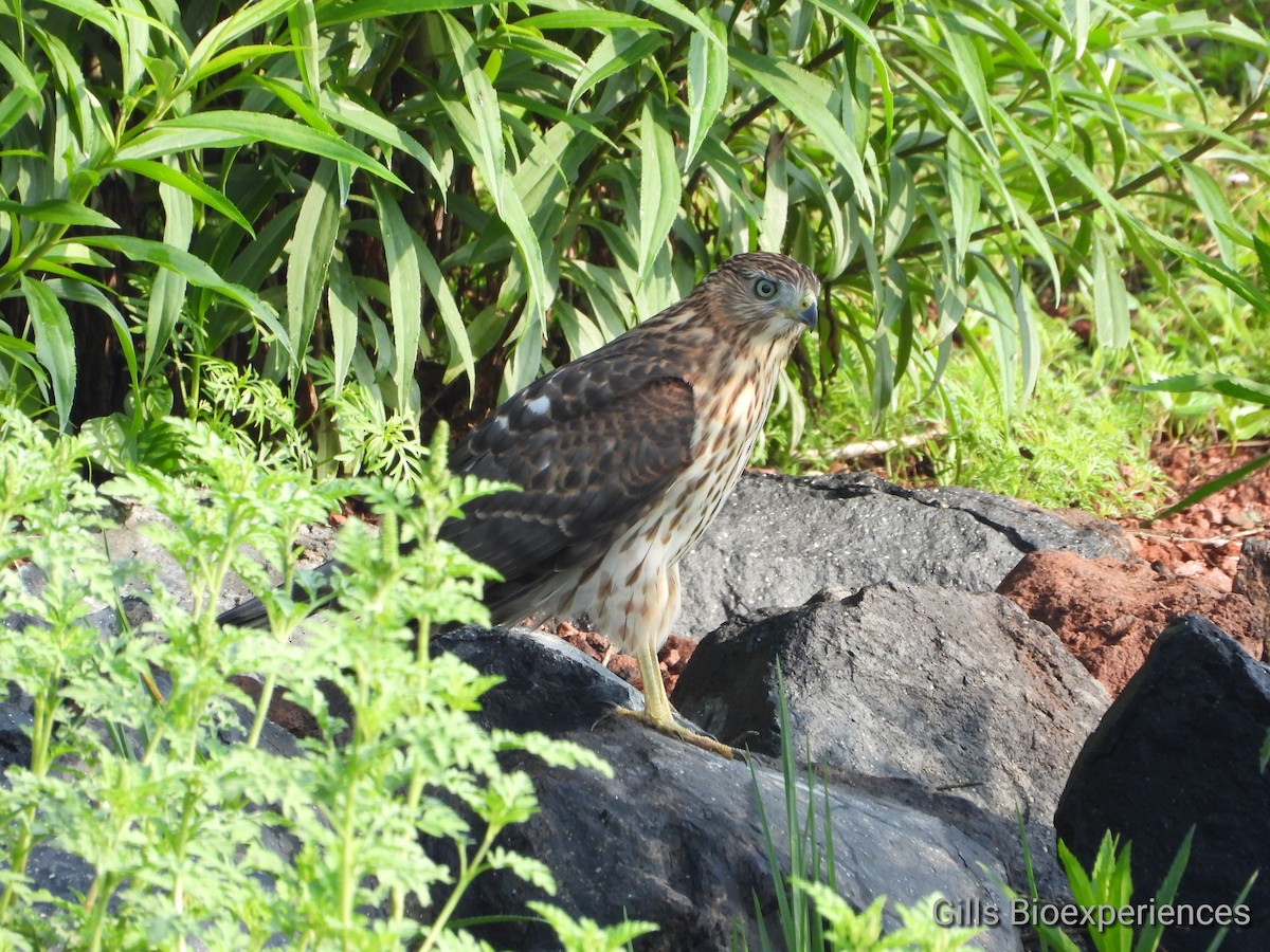 Cooper's Hawk - José  Paz