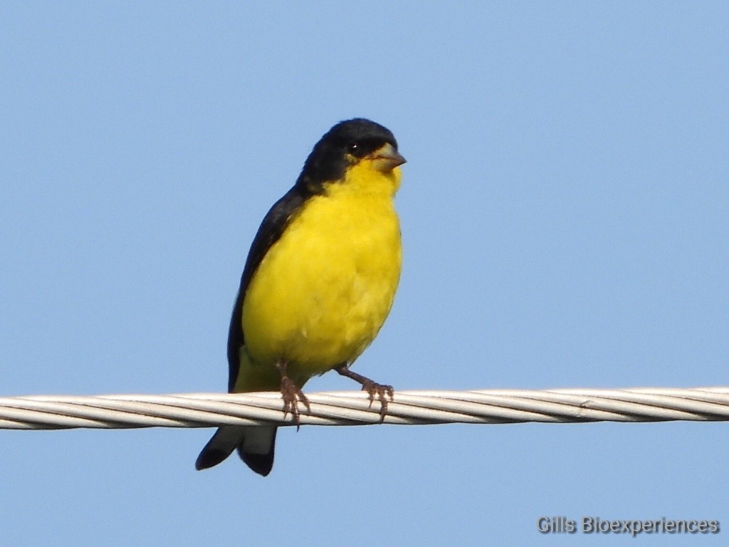 Lesser Goldfinch - José  Paz