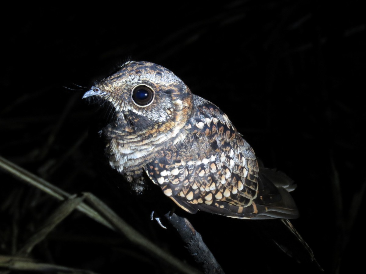 Scissor-tailed Nightjar - Romeu Gama