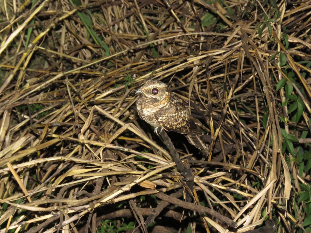 Scissor-tailed Nightjar - Romeu Gama