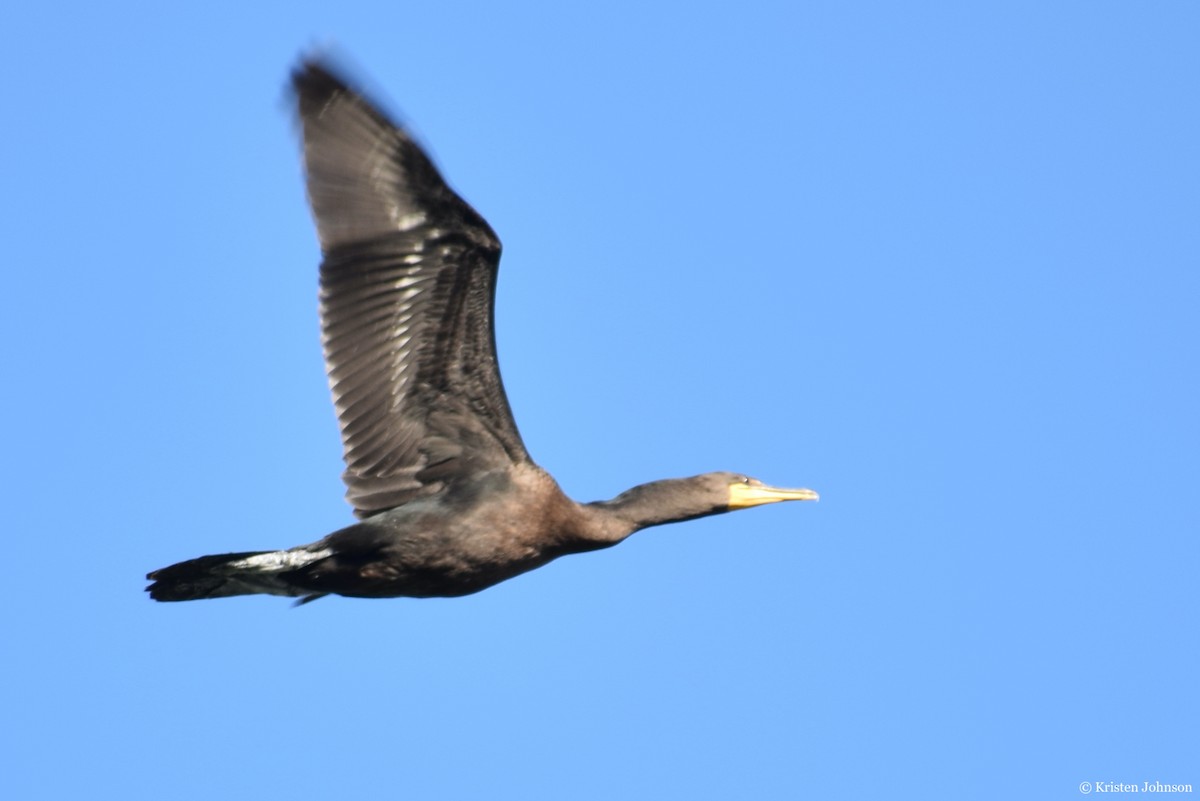 Double-crested Cormorant - ML253998441