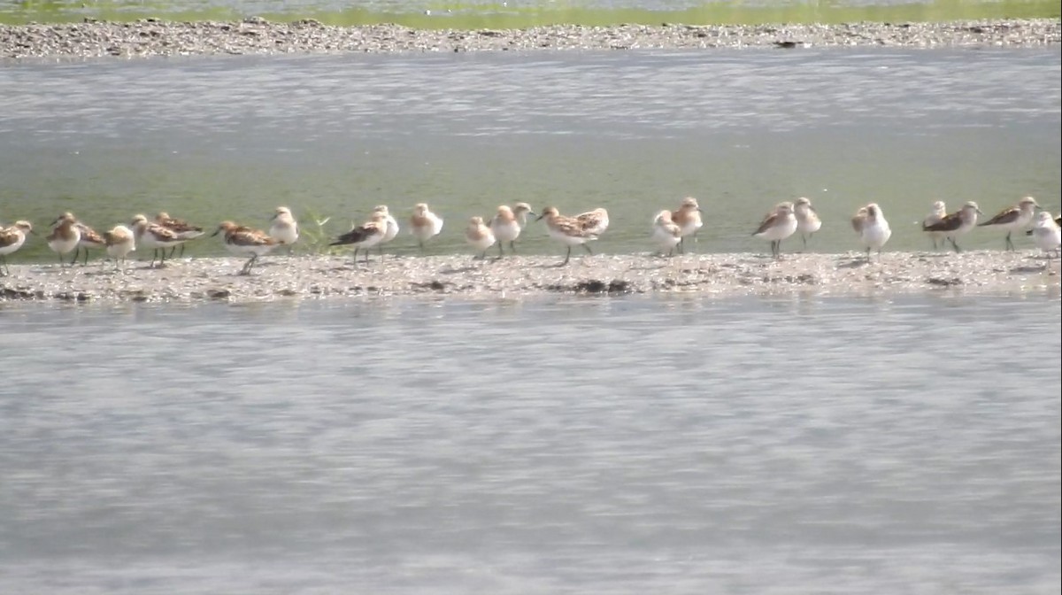 Little Stint - ML253998681