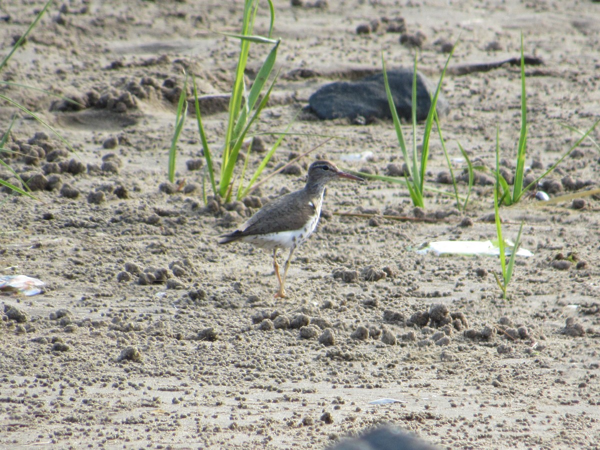 Chevalier grivelé - ML254002101