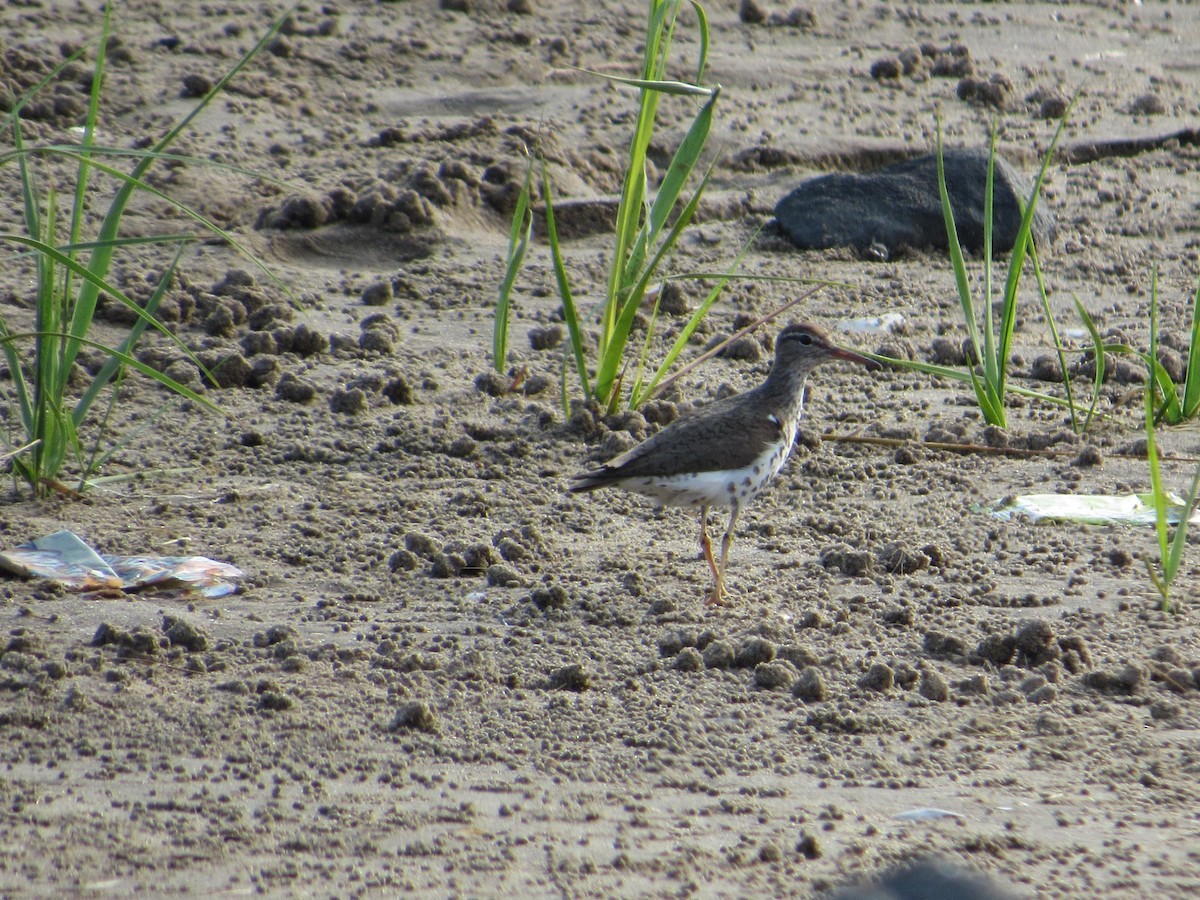 Chevalier grivelé - ML254002141
