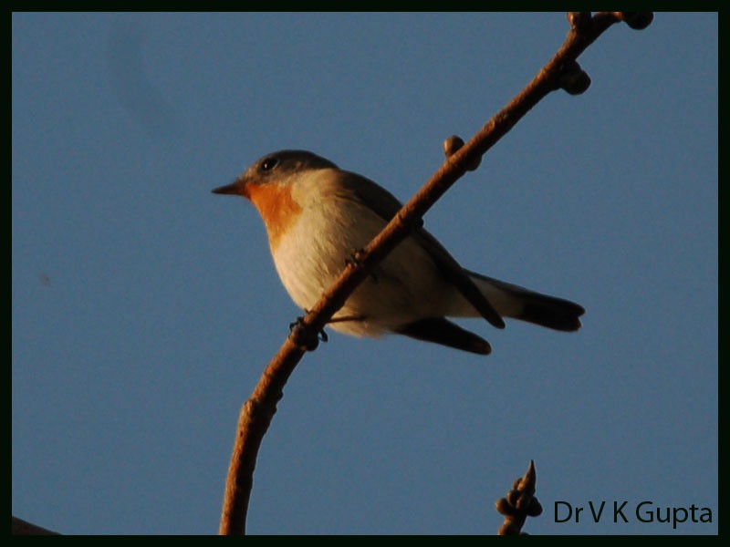 Red-breasted Flycatcher - ML254003321
