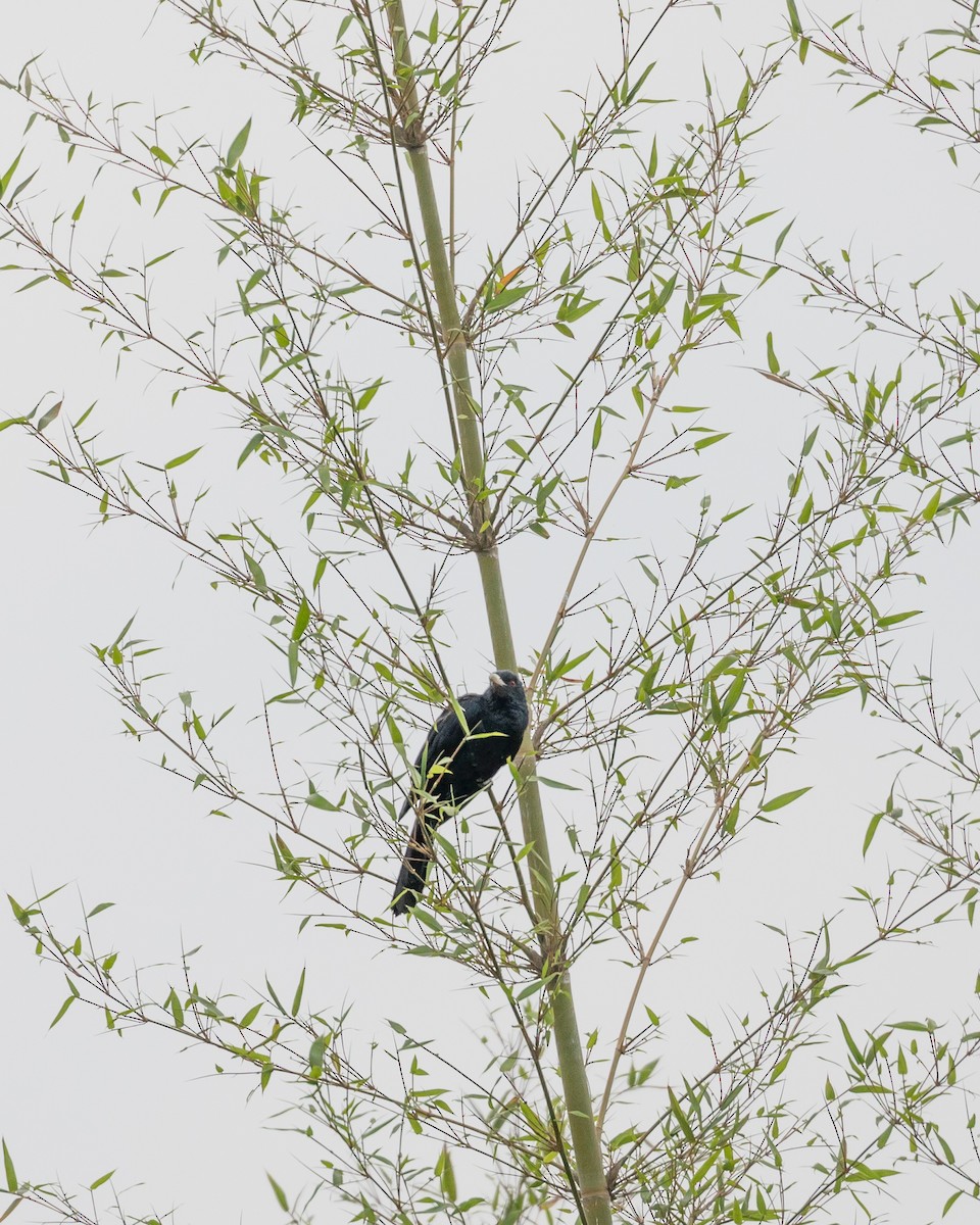 Asian Koel - Vance Mak