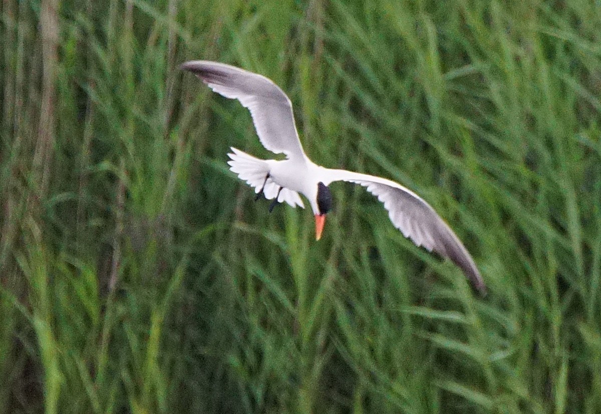 Caspian Tern - Dennis Mersky