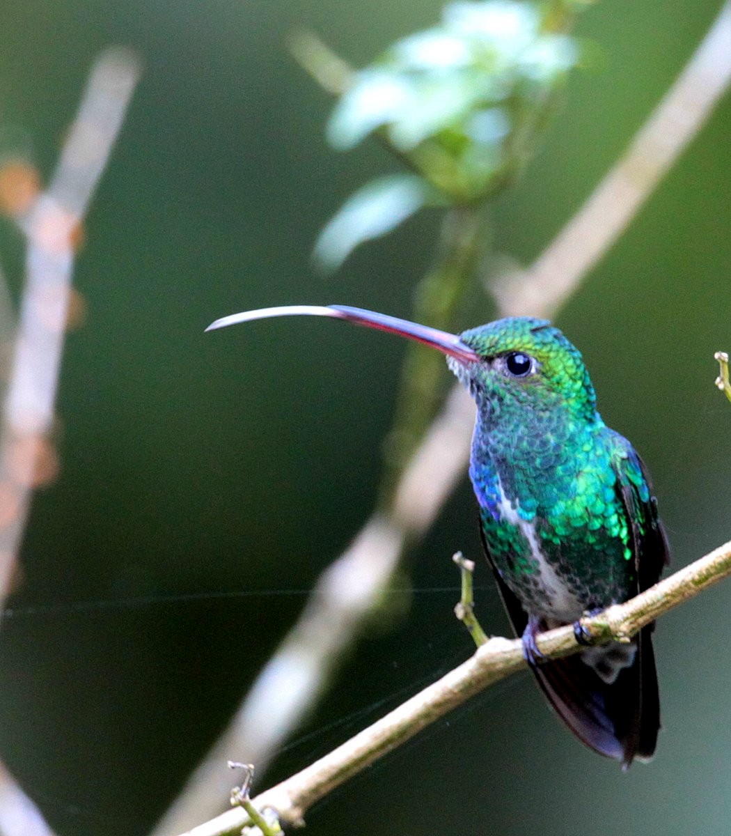 Glittering-throated Emerald - Carmelo López Abad