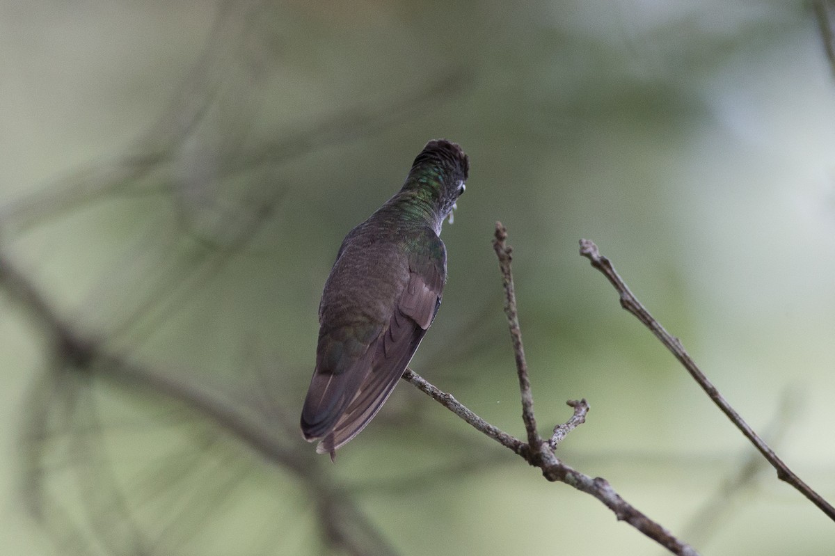 Azure-crowned Hummingbird - Chris Wood