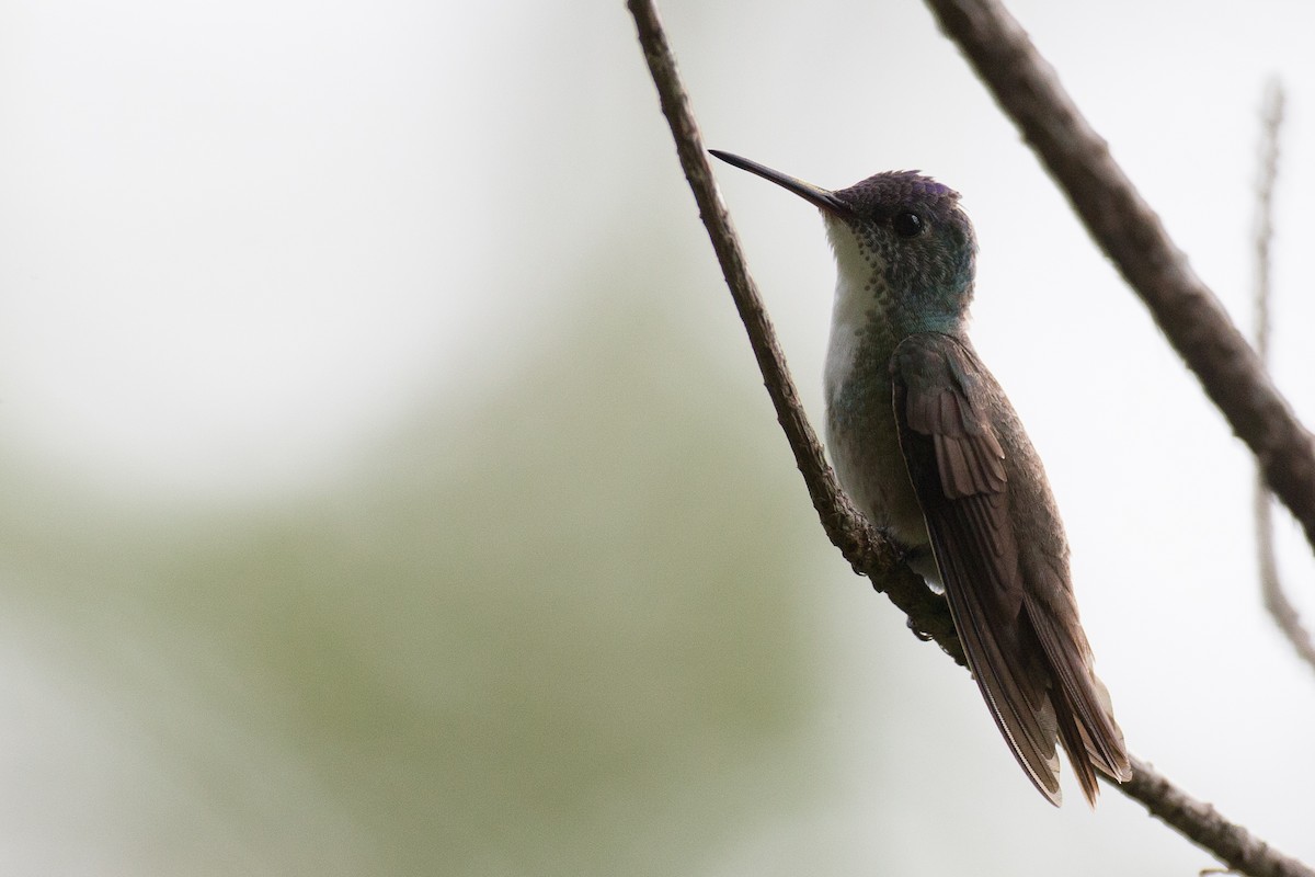 Azure-crowned Hummingbird - Chris Wood