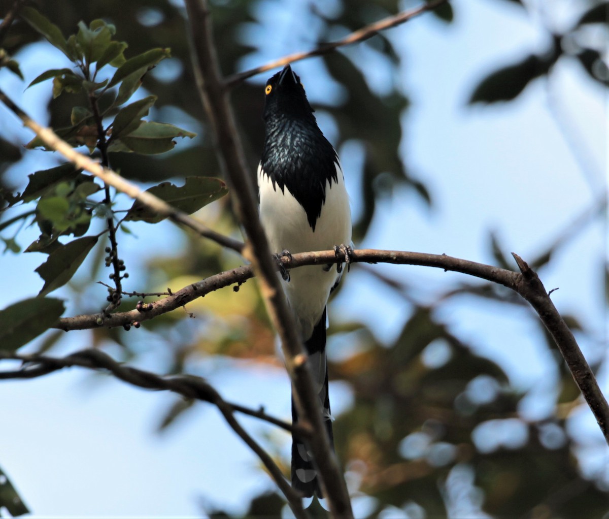 Magpie Tanager - ML254008031