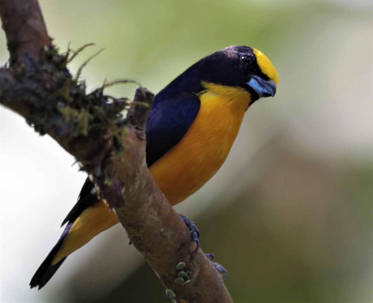 Thick-billed Euphonia (Black-tailed) - Carmelo López Abad