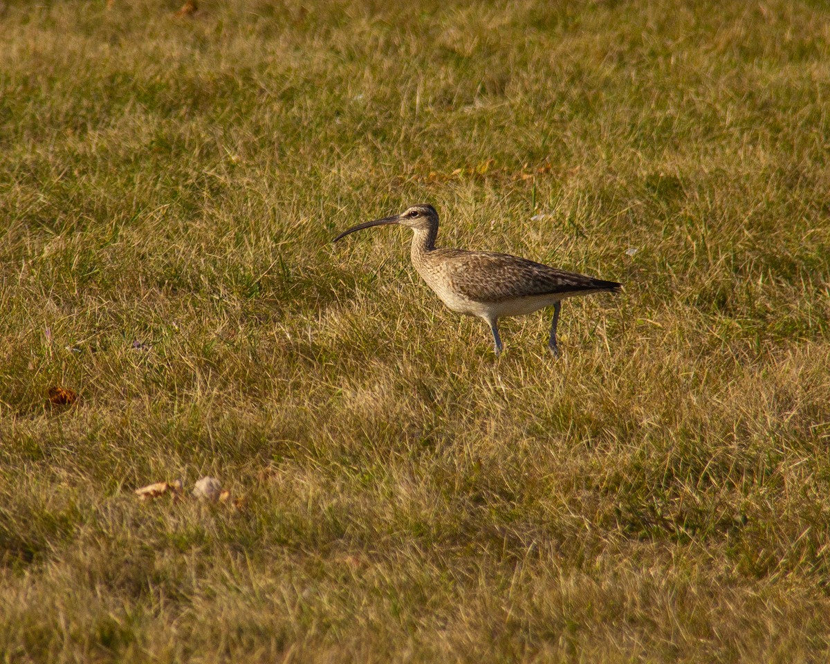 Whimbrel - Ryder Shelley