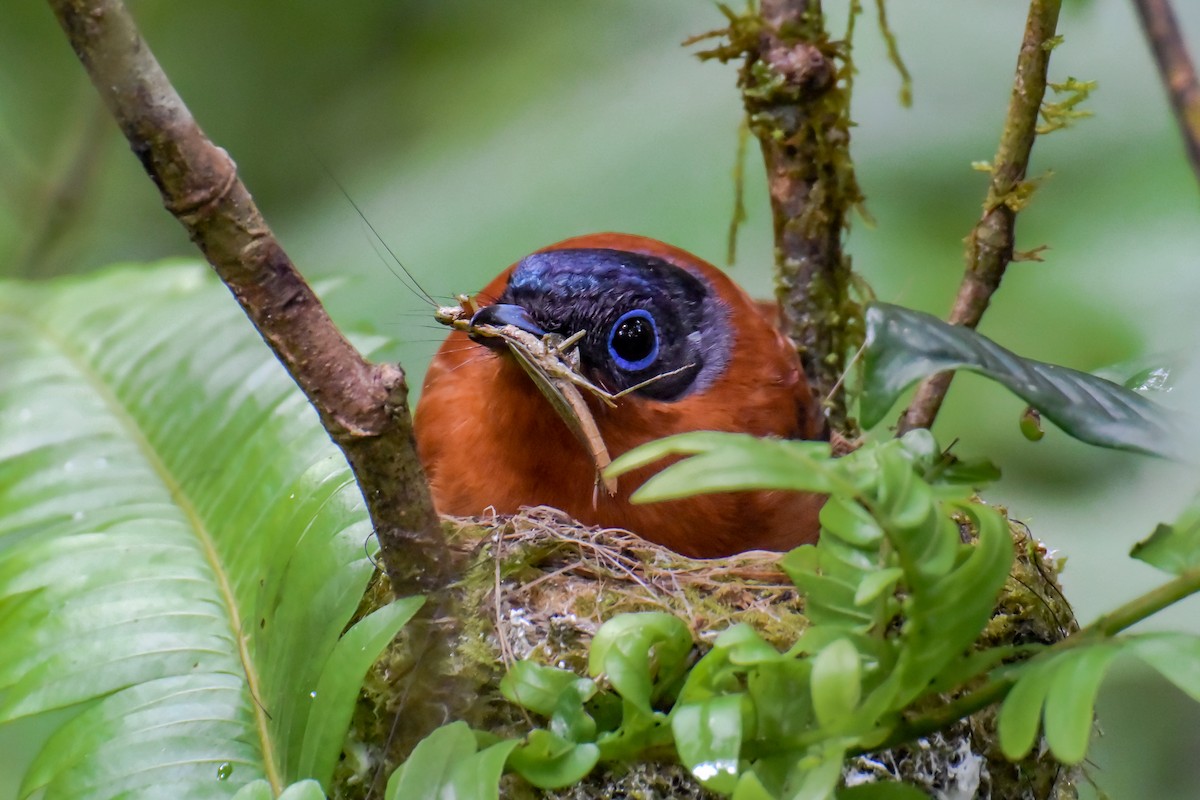 Malagasy Paradise-Flycatcher - Giuseppe Citino