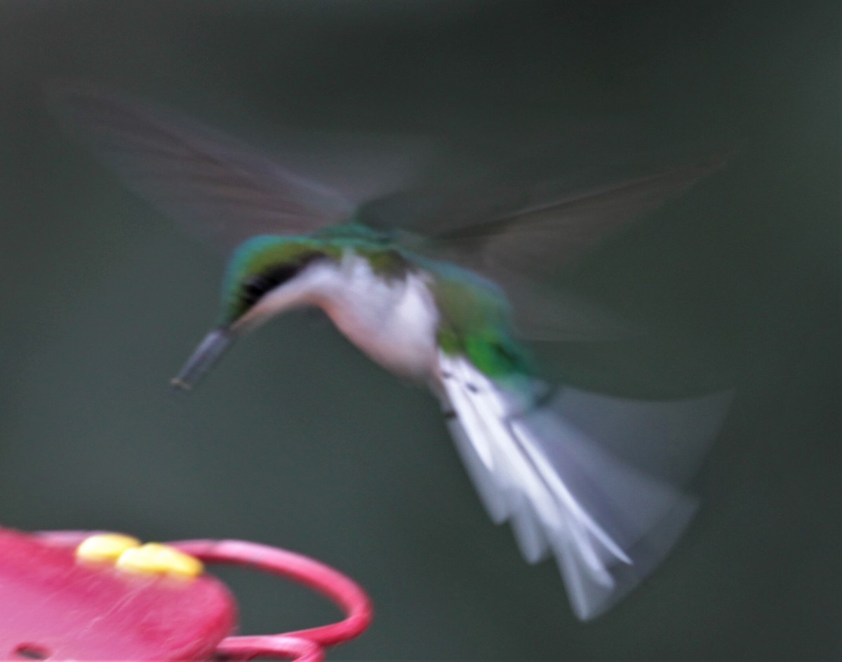 Black-eared Fairy - ML254009101