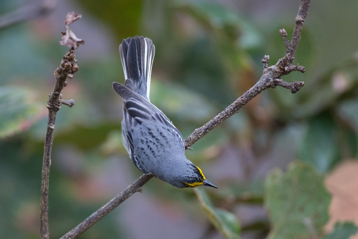 Grace's Warbler - ML25400931