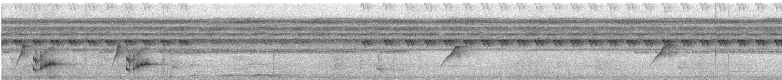 blåkronemanakin (coronata gr.) - ML254009461