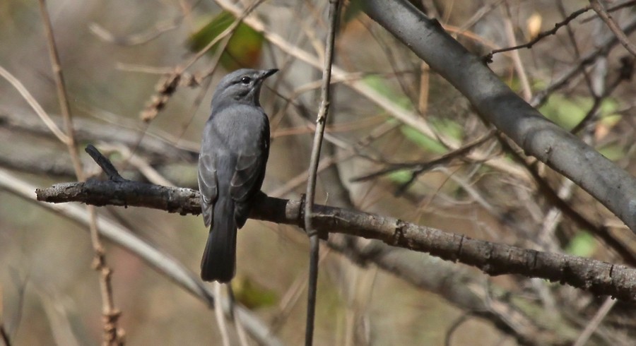 Ashy Flycatcher - ML254009491