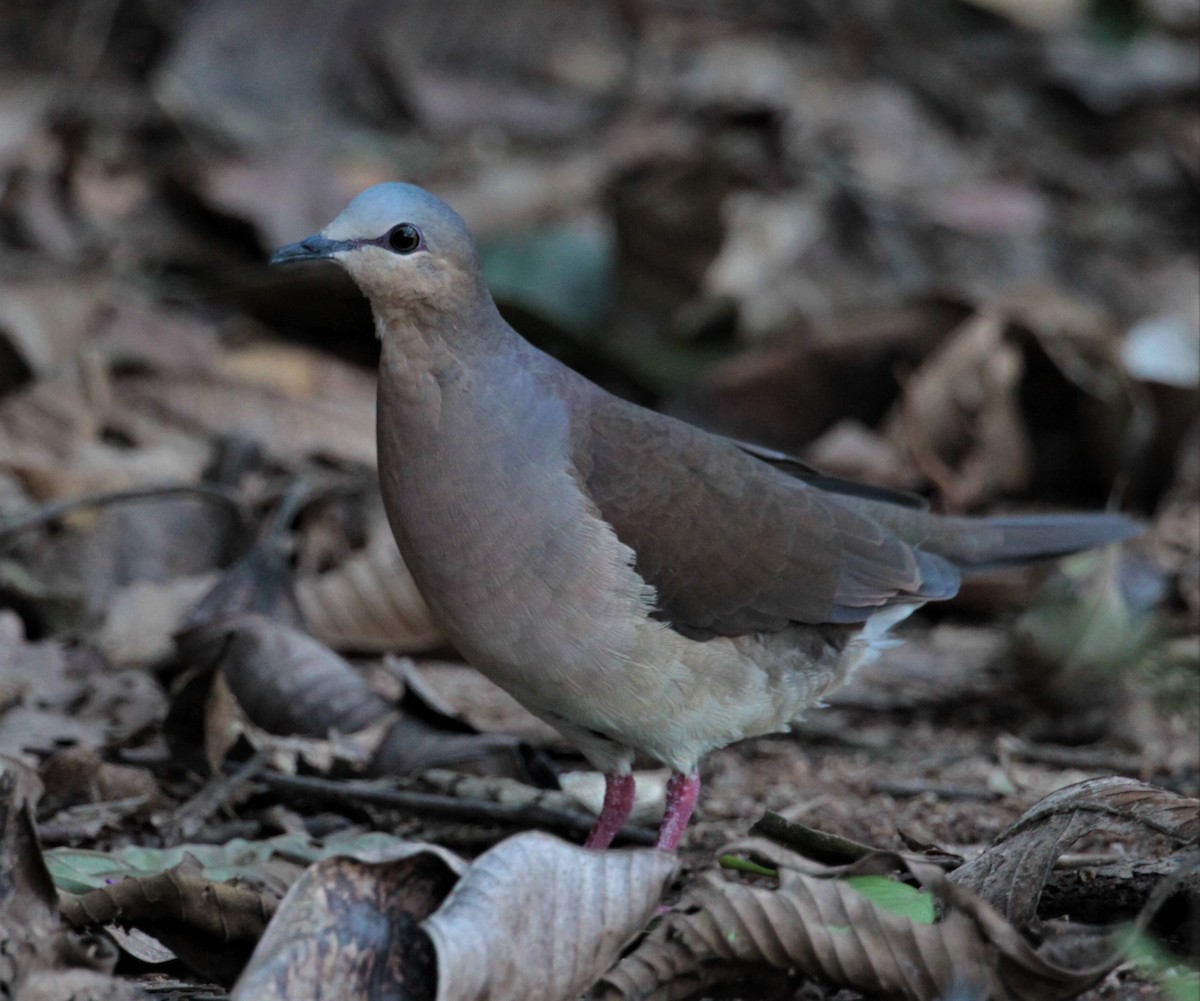 Gray-fronted Dove - Carmelo López Abad