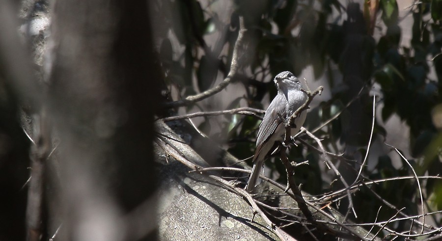 Ashy Flycatcher - ML254009611