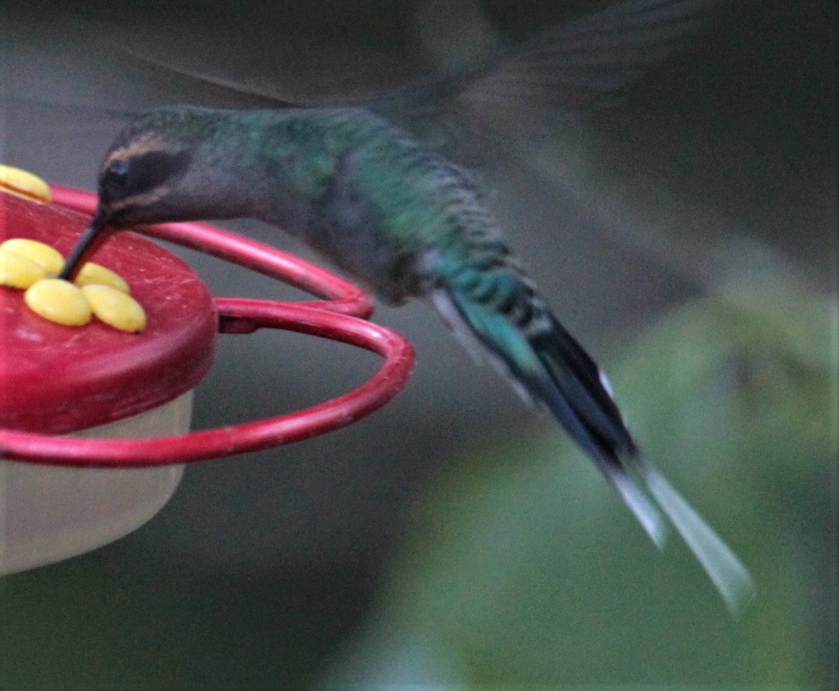 Зелёный колибри-отшельник - ML254009781