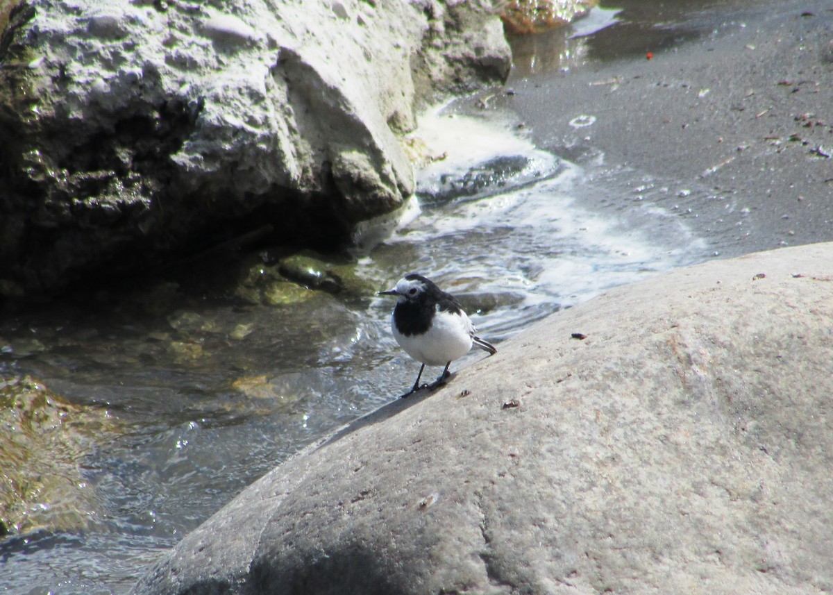 White Wagtail (Hodgson's) - ML254010981