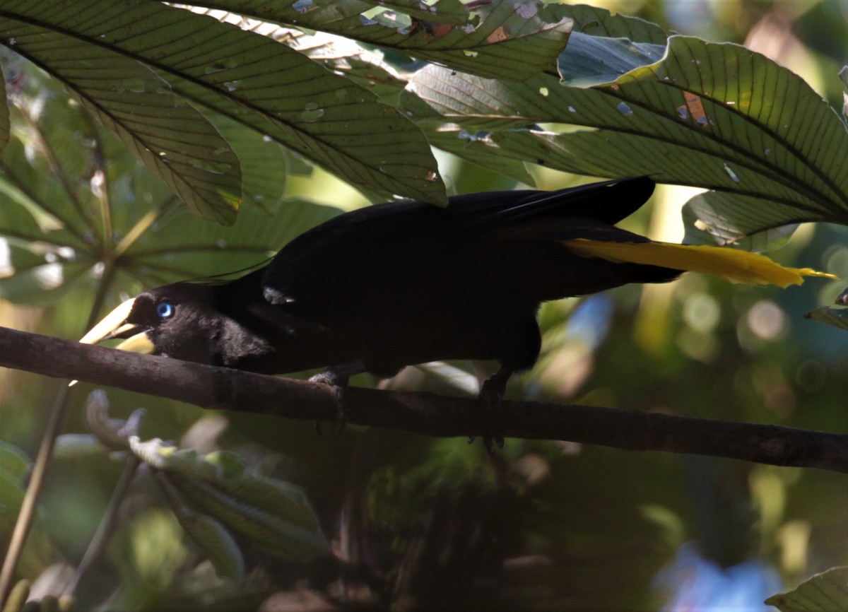 Crested Oropendola - Carmelo López Abad