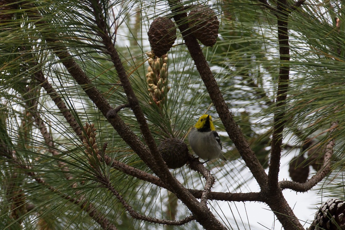 Hermit Warbler - Chris Wood