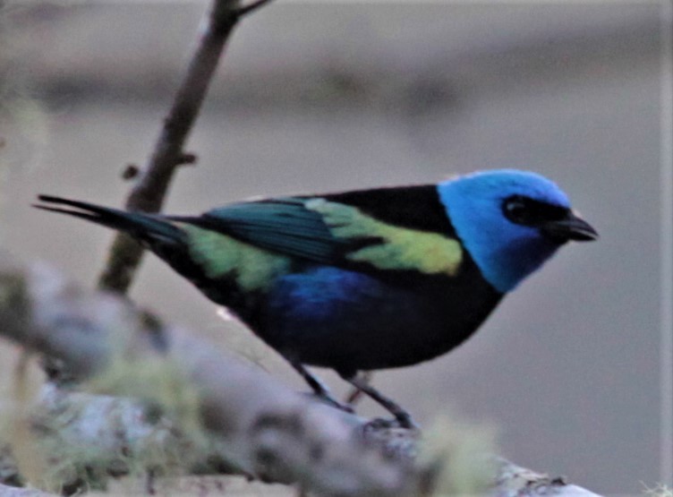 Blue-necked Tanager - ML254012011