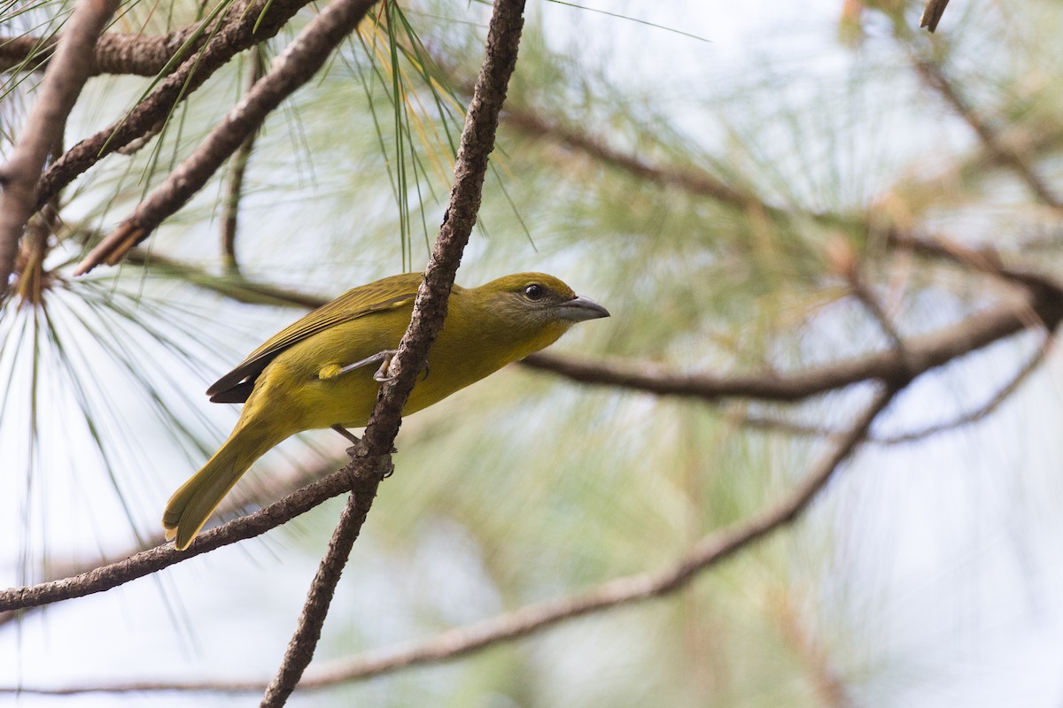 Hepatic Tanager (Northern) - Chris Wood