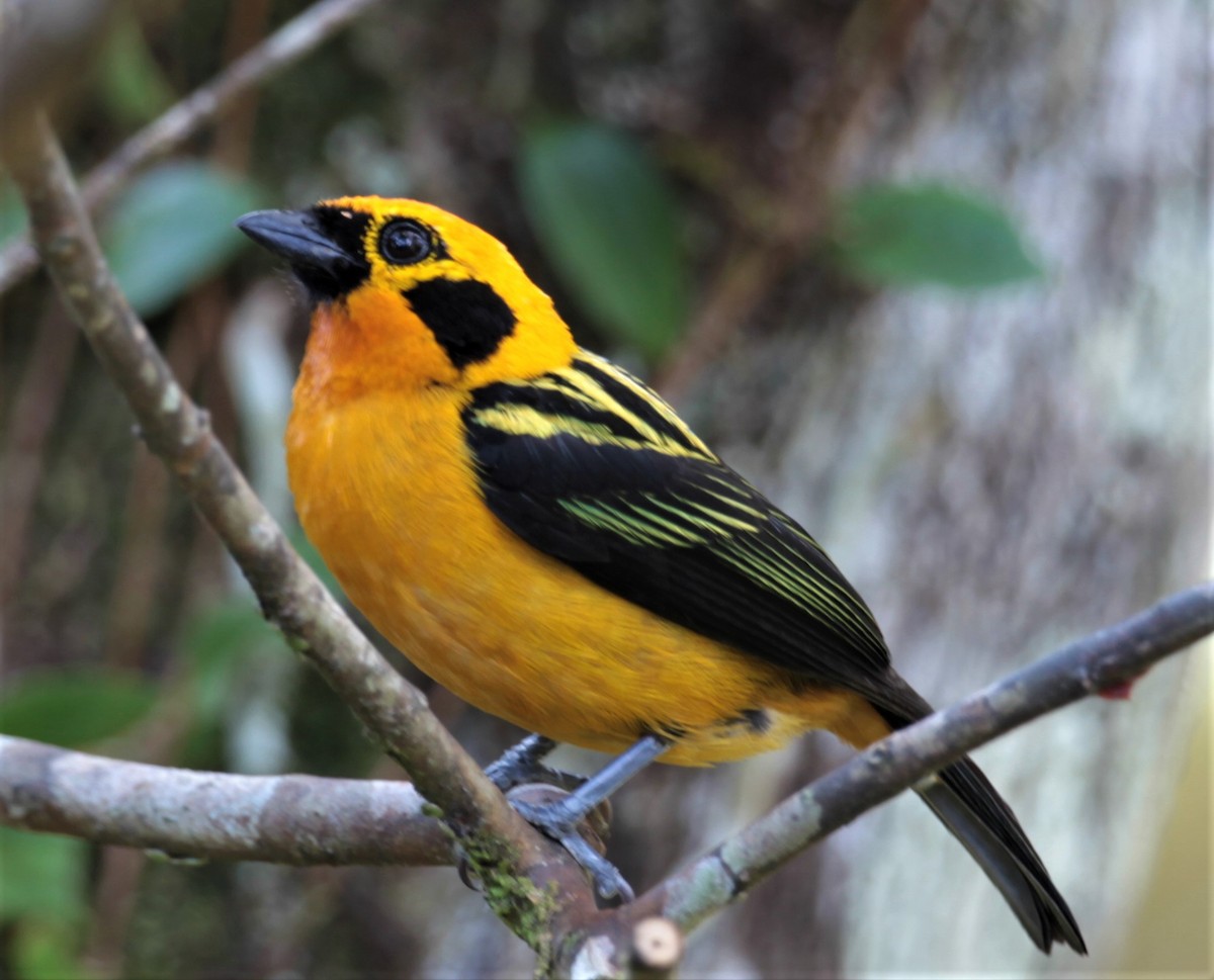 Golden Tanager (pulchra Group) - Carmelo López Abad