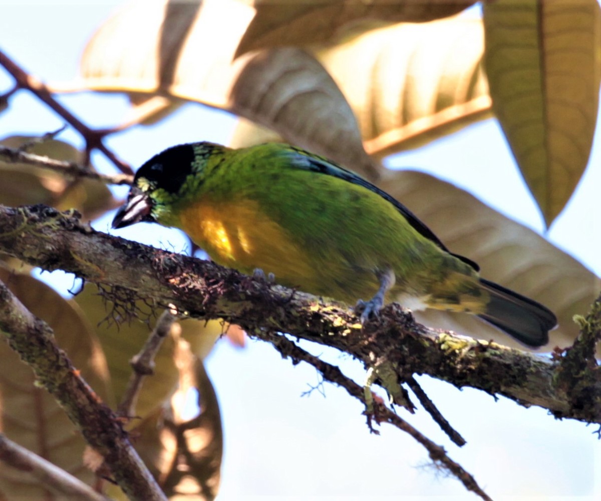 Green-and-gold Tanager - ML254012761