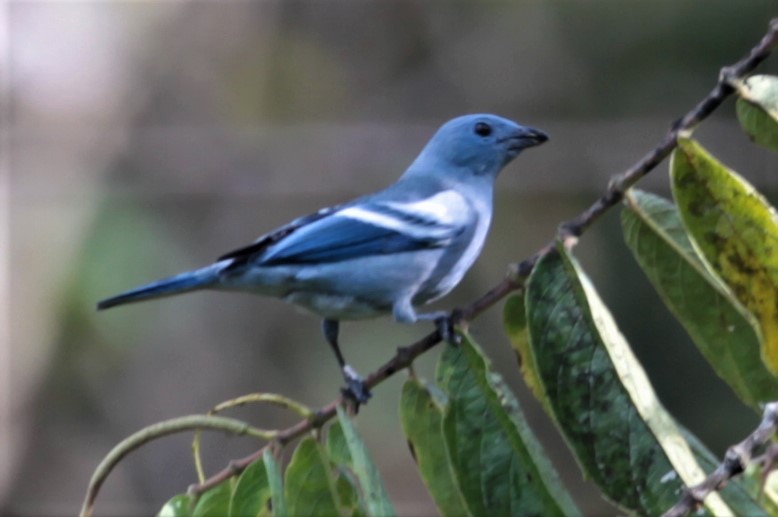 Blue-gray Tanager (White-edged) - Carmelo López Abad